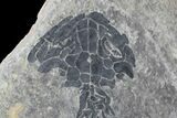 Discosauriscus (Early Permian Reptiliomorph) #76372-3